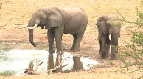 Elephants 44 Stock Footage 10922609