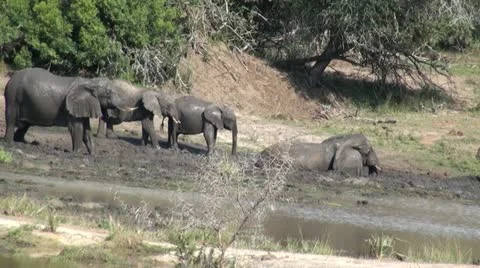 Elephants 45 Stock Footage 10922625