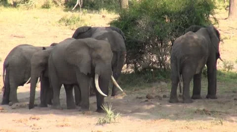 Elephants 46 Stock Footage 10922649