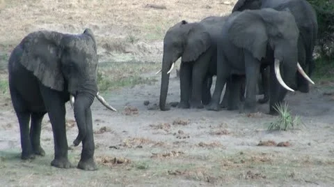 Elephants 48 Stock Footage 10922674