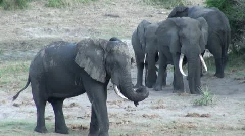 Elephants 49 Stock Footage 10922694