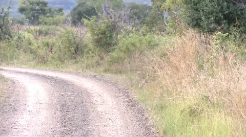 Elephants 5 Stock Footage 10904789
