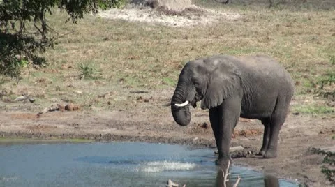 Elephants 50 Stock Footage 10922730