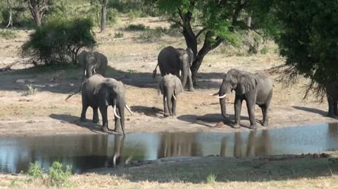 Elephants 51 Stock Footage 10922754