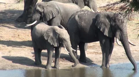 Elephants 52 Stock Footage 10922761