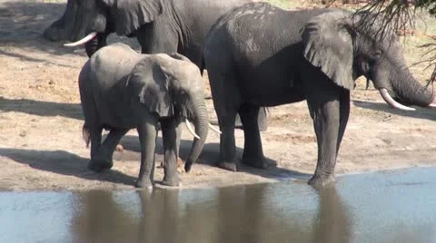 Elephants 53 Stock Footage 10922796