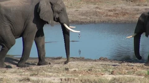 Elephants 54 Stock Footage 10922809