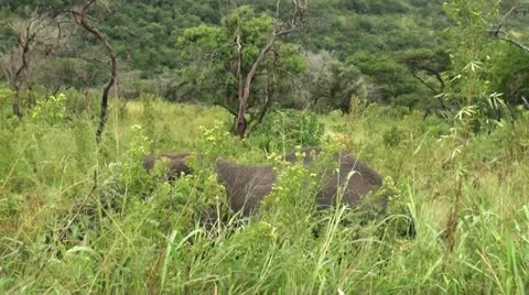 Elephants 55 Stock Footage 10922836