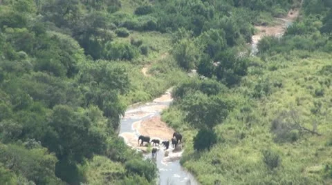 Elephants 56 Stock Footage 10922851