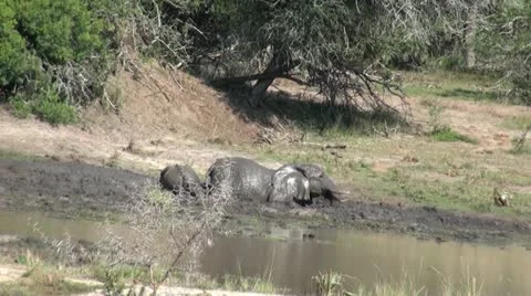 Elephants 57 Stock Footage 10922888