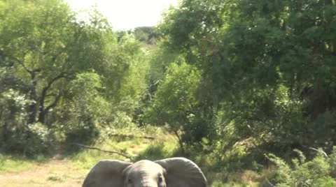 Elephants 58 Stock Footage 10922920