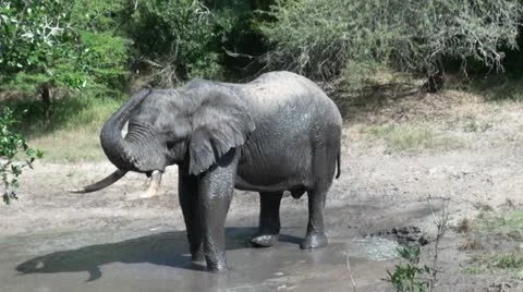 Elephants 59 Stock Footage 10931013