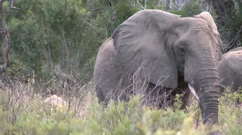 Elephants 6 Stock Footage 10904927