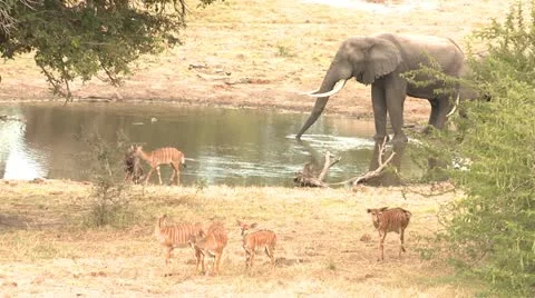 Elephants 60 Stock Footage 10923022