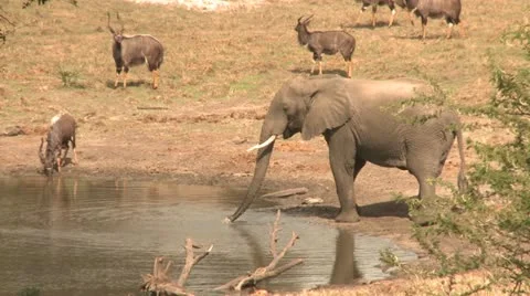 Elephants 61 Stock Footage 10923046