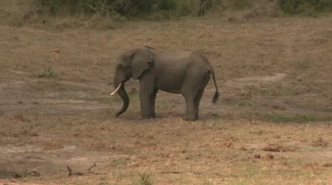 Elephants 62 Stock Footage 10923114