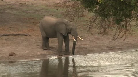 Elephants 64 Stock Footage 10923177