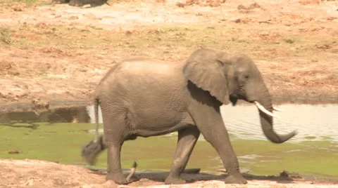 Elephants 65 Stock Footage 10923226