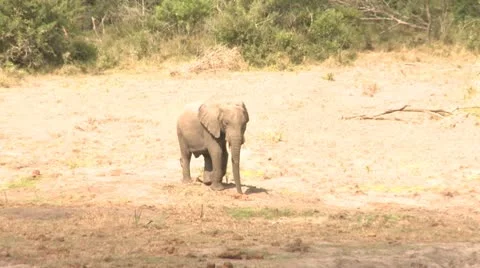 Elephants 66 Stock Footage 10923266