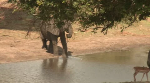 Elephants 67 Stock Footage 10923293