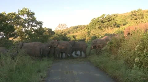 Elephants 68 Stock Footage 10923310