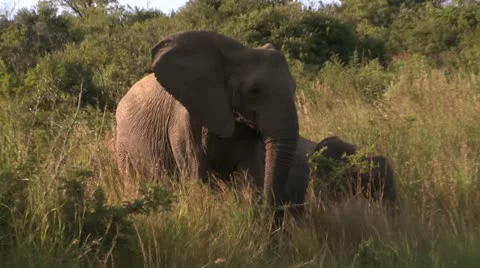 Elephants 69 Stock Footage 10923320