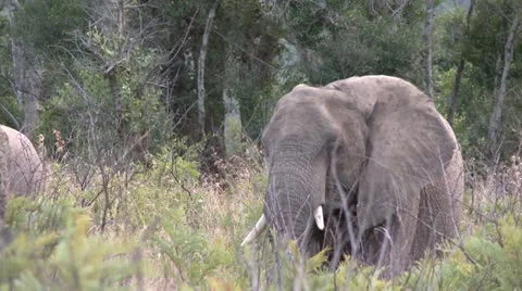 Elephants 7 Stock Footage 10905056
