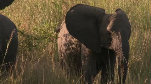 Elephants 70 Stock Footage 10923329