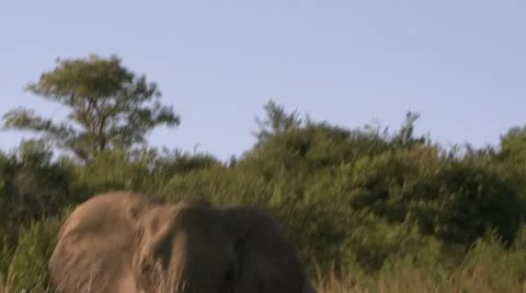 Elephants 71 Stock Footage 10923375