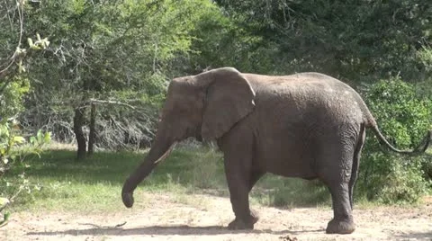 Elephants 72 Stock Footage 10923383