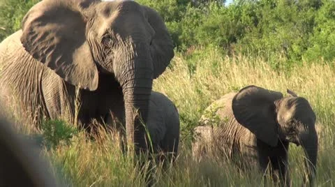 Elephants 73 Stock Footage 10923415