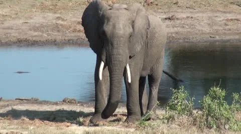 Elephants 75 Stock Footage 10923452