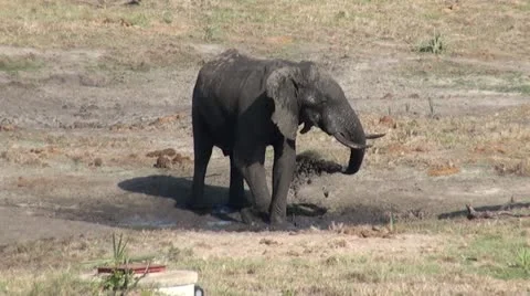 Elephants 76 Stock Footage 10923499