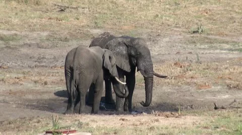 Elephants 77 Stock Footage 10923715