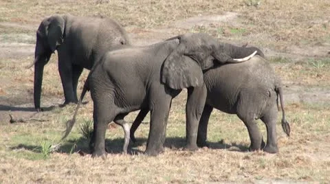 Elephants 79 Stock Footage 10931200