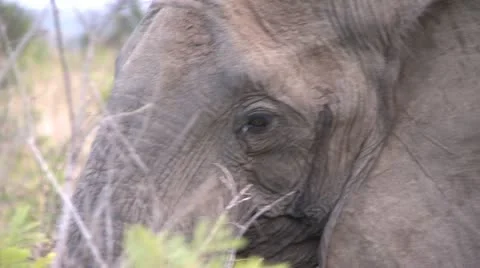 Elephants 8 Stock Footage 10905131