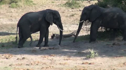 Elephants 80 Stock Footage 10931182
