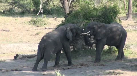 Elephants 81 Stock Footage 10925851