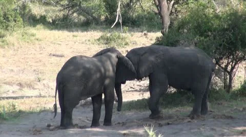 Elephants 82 Stock Footage 10931056