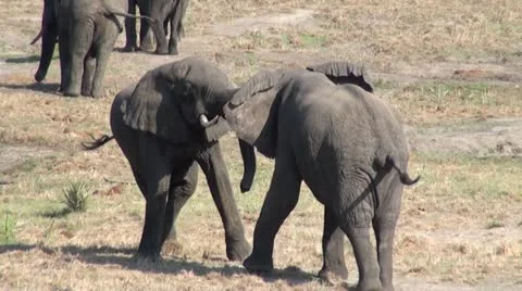 Elephants 83 Stock Footage 10926525