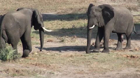 Elephants 84 Stock Footage 10926822