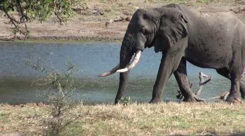 Elephants 85 Stock Footage 10927208