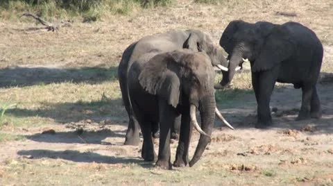 Elephants 86 Stock Footage 10927462