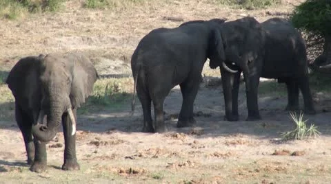 Elephants 87 Stock Footage 10927900