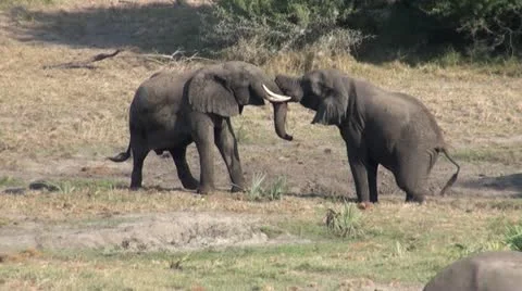 Elephants 88 Stock Footage 10931163