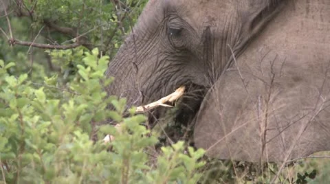 Elephants 9 Stock Footage 10905240
