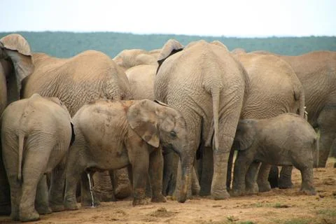 Elephants in Addo Park Stock Photos