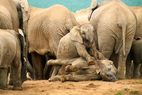 Elephants in Addo Park Stock Photos