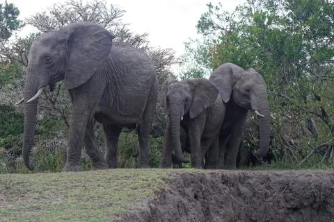 Elephants in Africa Stock Photos