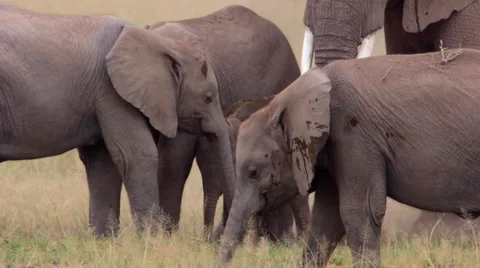 ELEPHANTS AFRICAN WILDLIFE Stock Footage 41659334